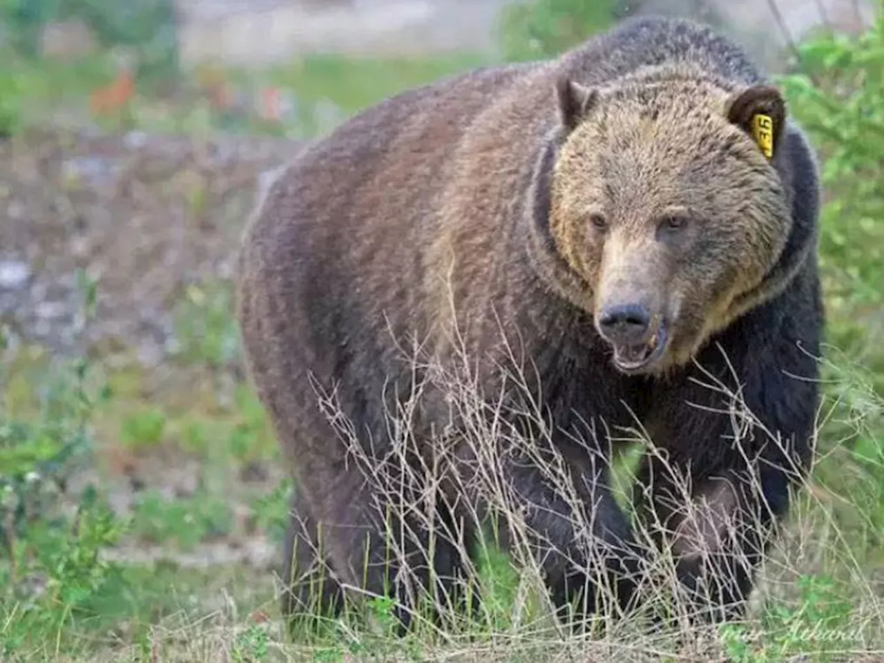 Mountain towns trying to find way to coexist with bears