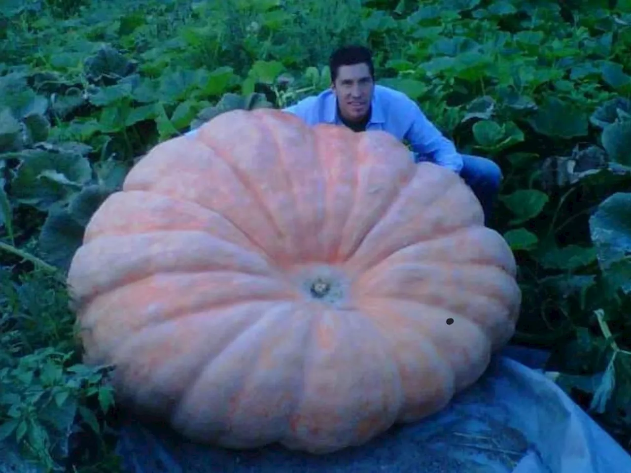 Pumpkin named Michael Jordan weighs 2,749 pounds, beats world record