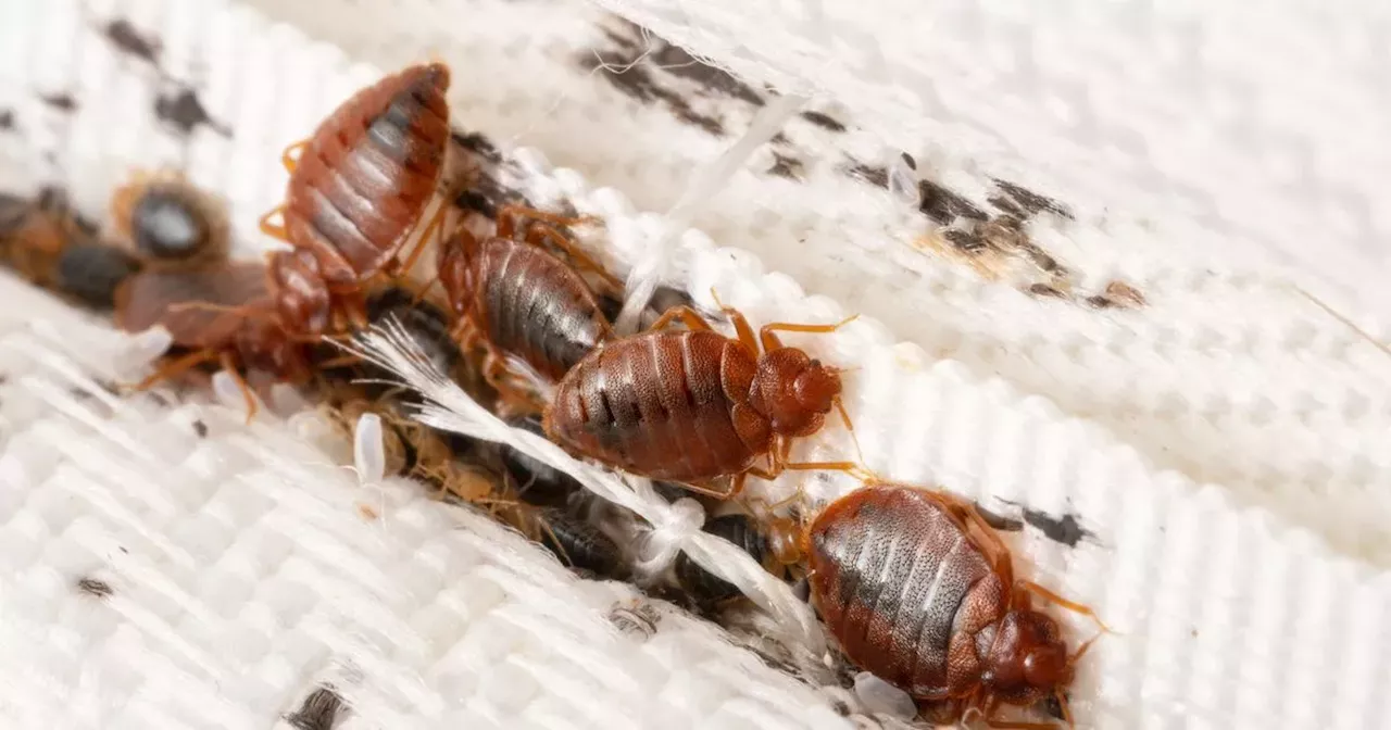 Everything you need to know about bed bugs as experts predict rise in numbers