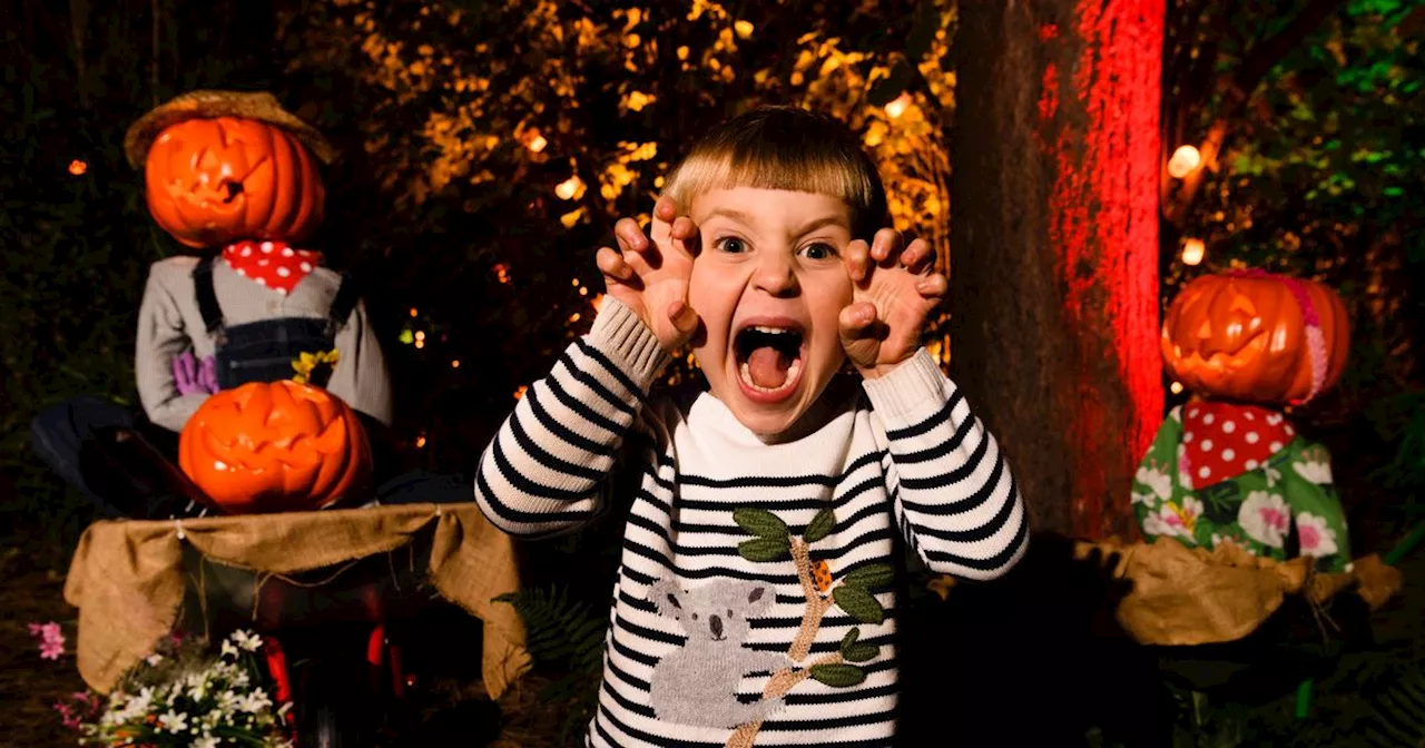 Halloween events in Scotland this October from pumpkin patches to light shows