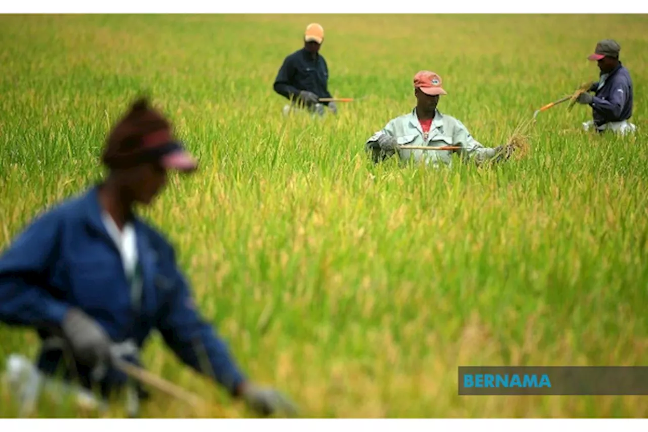 RM2.6bil in subsidies for paddy farmers, fishermen