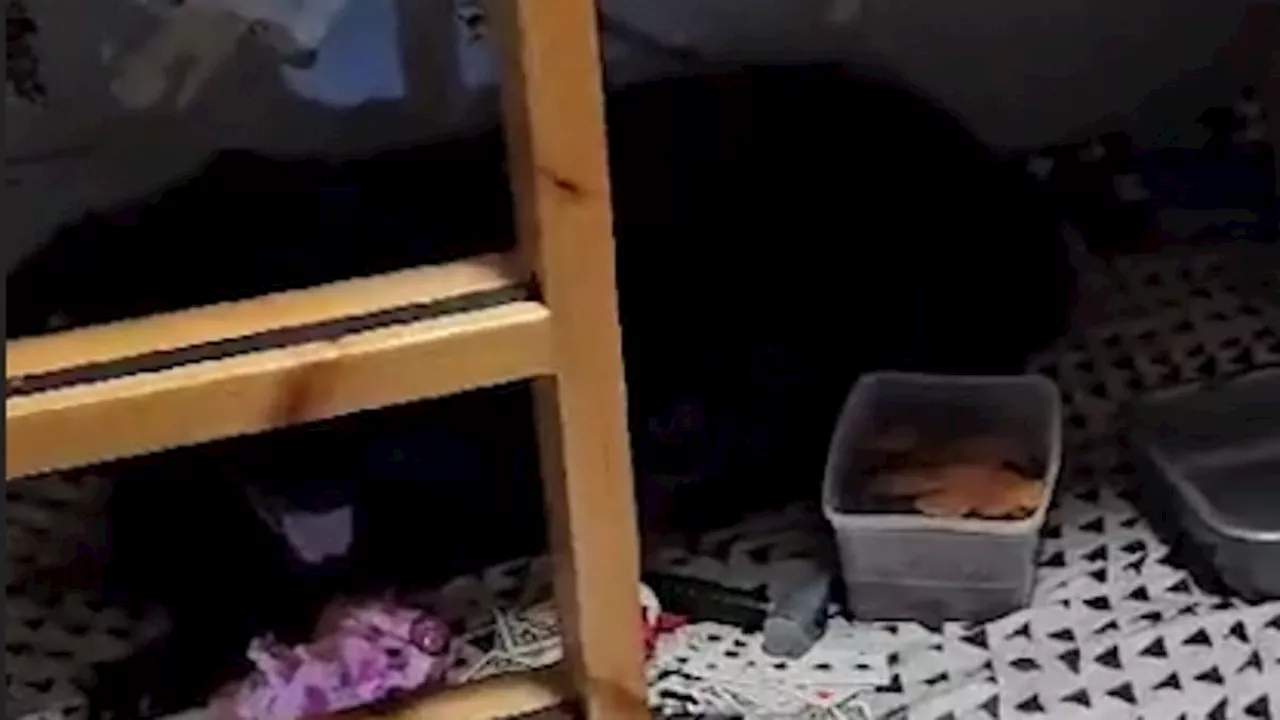 Devastating footage shows pet dog refusing to leave child's bunkbed where Hamas butchered entire...