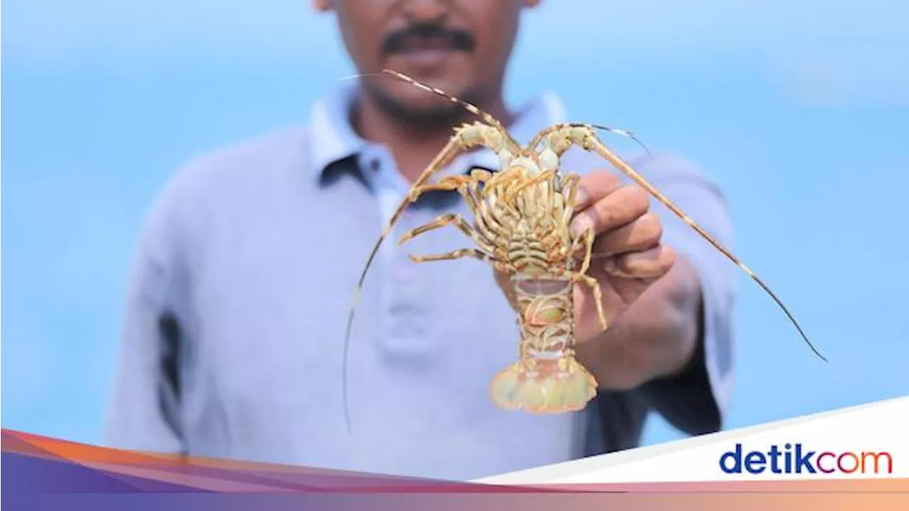 Perubahan Aturan Pengelolaan Lobster Disambut Positif Pelaku Usaha