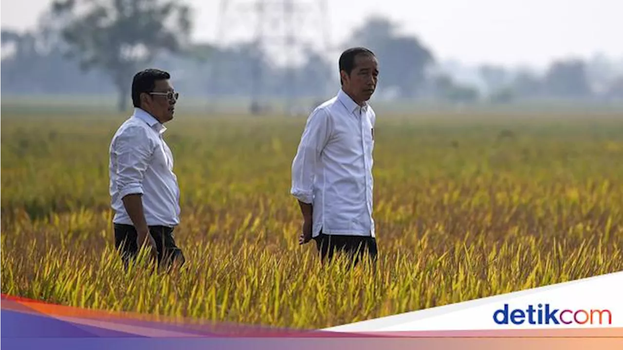 Sssttt... Jokowi Ternyata Lagi Senang Banget Nih Usai Cek Panen Padi, Ada Apa?