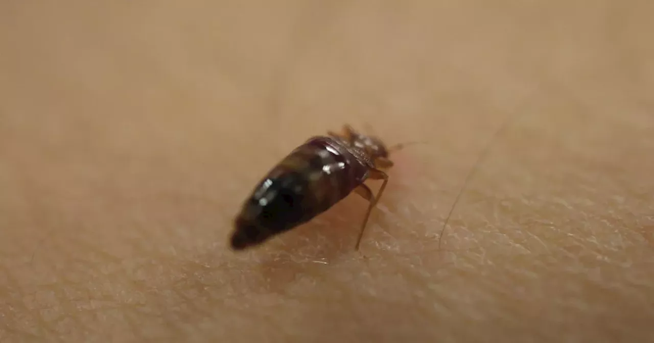 Method for eliminating mutant bed bugs 'hiding' in your towels