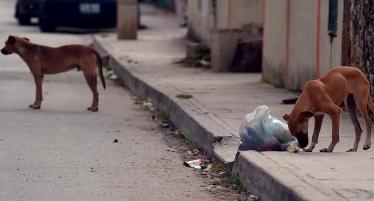 Ofrecen recompensa para localizar a responsable de envenenar a 12 perros en Telchac Pueblo, Yucatán