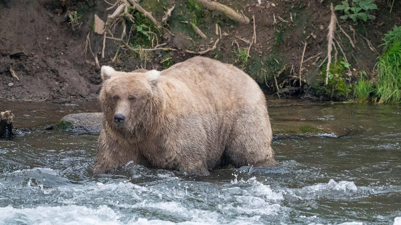 Fat Bear Week winner crowned in landslide victory: An ‘annual celebration’ of success