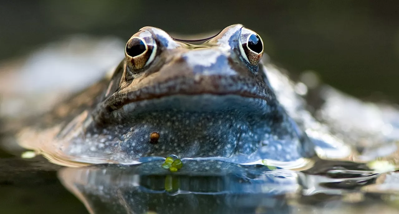 Female Frogs Have an Effective Strategy for Dealing With Annoying Males: Pretend to Be Dead