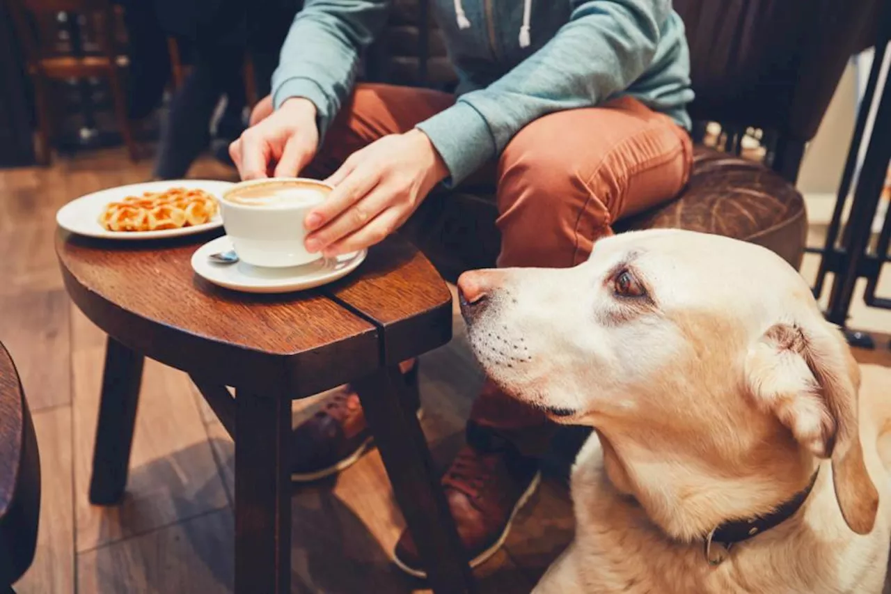 Glasgow's best dog-friendly cafes to enjoy this autumn