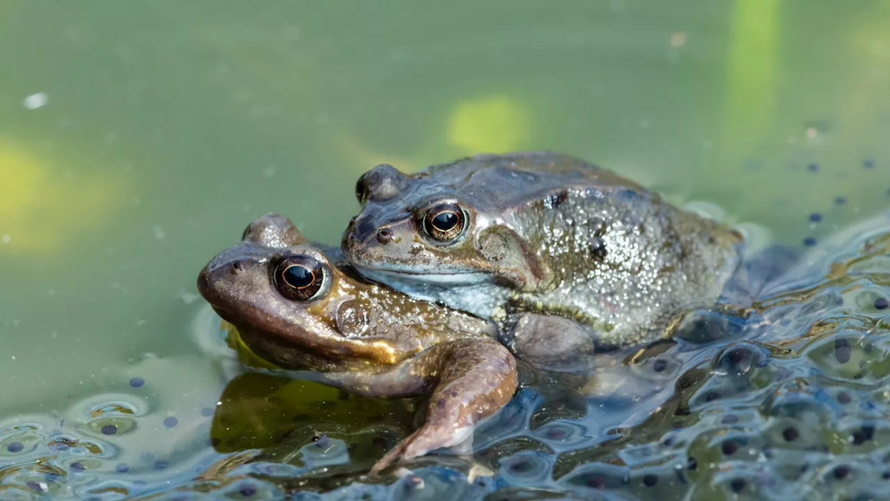 Surprising tactic: Female frogs fake death to avoid mating