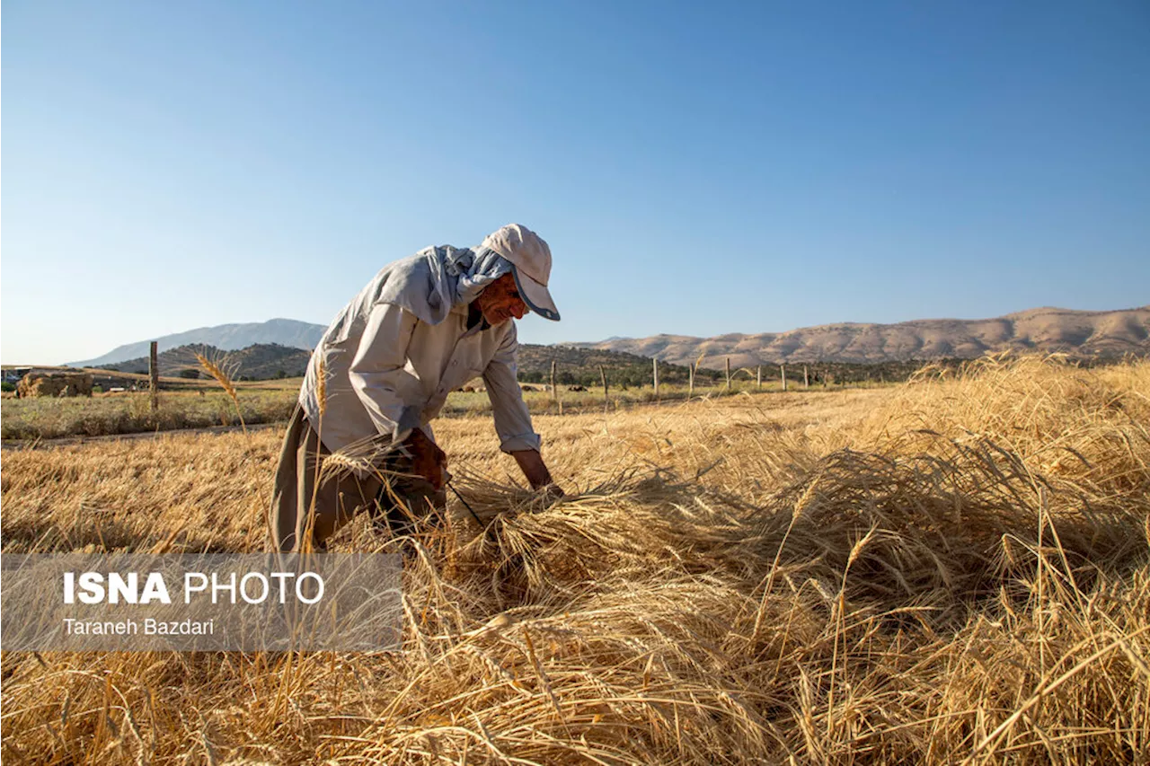 پرداخت مطالبات گندمکاران تا پایان مهر ماه/ رشد ۴۴ درصدی خرید گندم