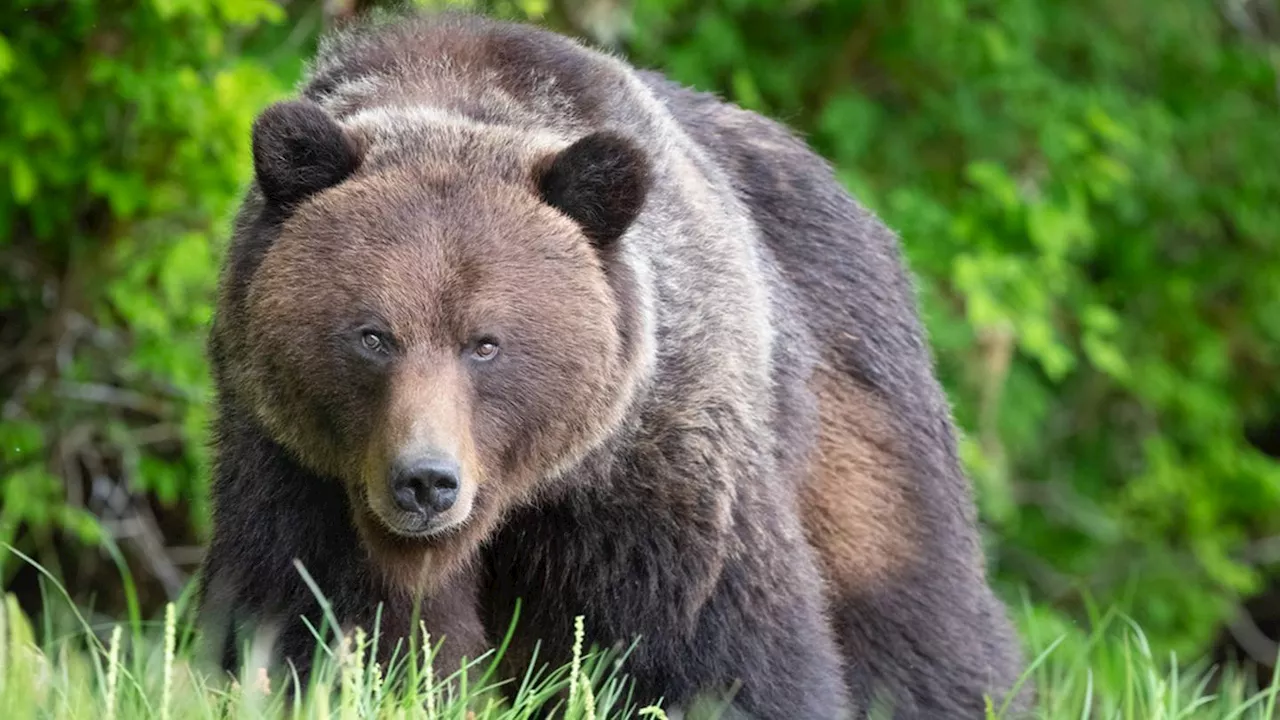 Man to return home from hospital after grizzly bear bit off his lower jaw