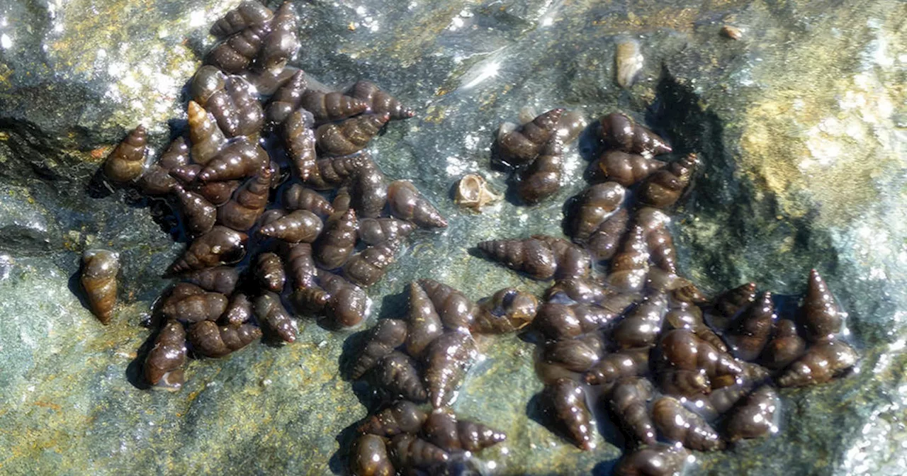 Fish and Wildlife officials find invasive snails at hatchery near Lake Sonoma