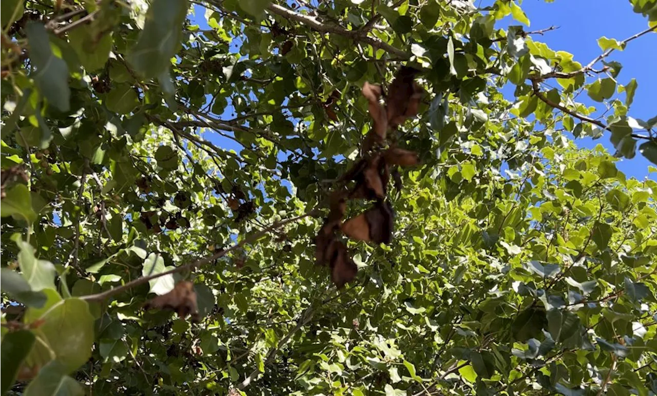 What to do about fireblight and its affect on quince, pear and apple trees