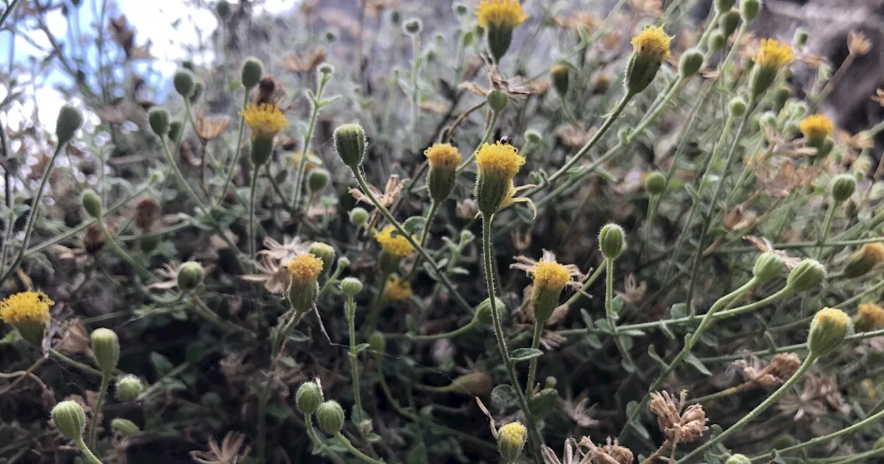 How A Wild Daisy Could Ward Off Mining At A SoCal Mountain Range