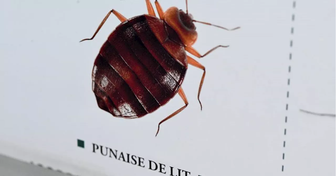 'N'utilisez surtout pas d'insecticides !' : voici la méthode à suivre pour éliminer les punaises de lit