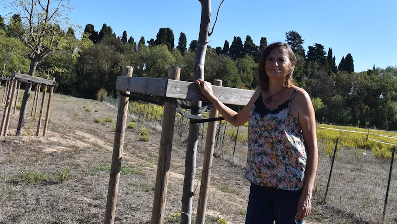 Dans le Biterrois, Nicole Bartoli dénonce : 'On laisse mourir les végétaux dans les villes'