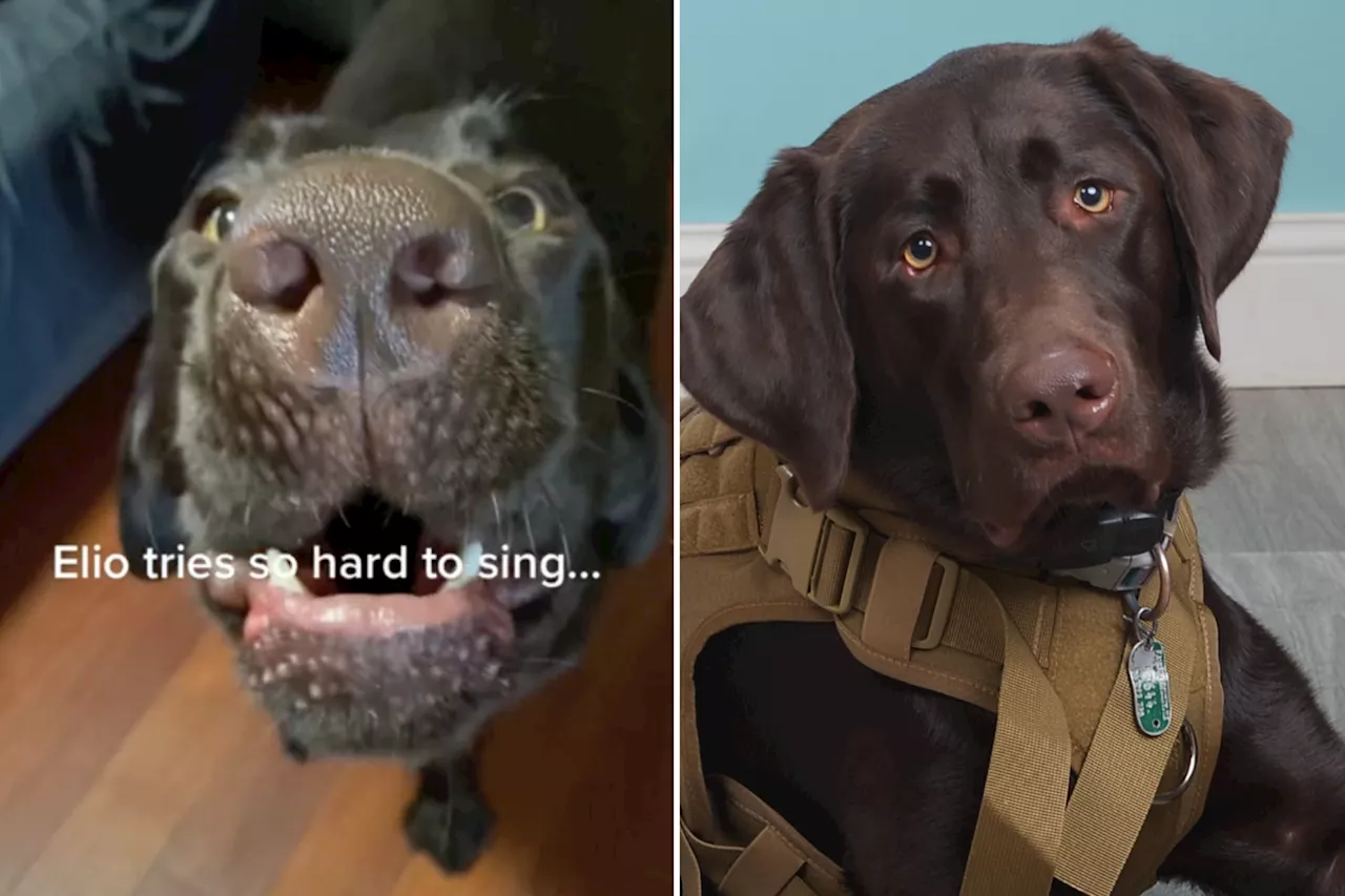 Labrador Trying Very Hard To Sing Wins Pet of the Week