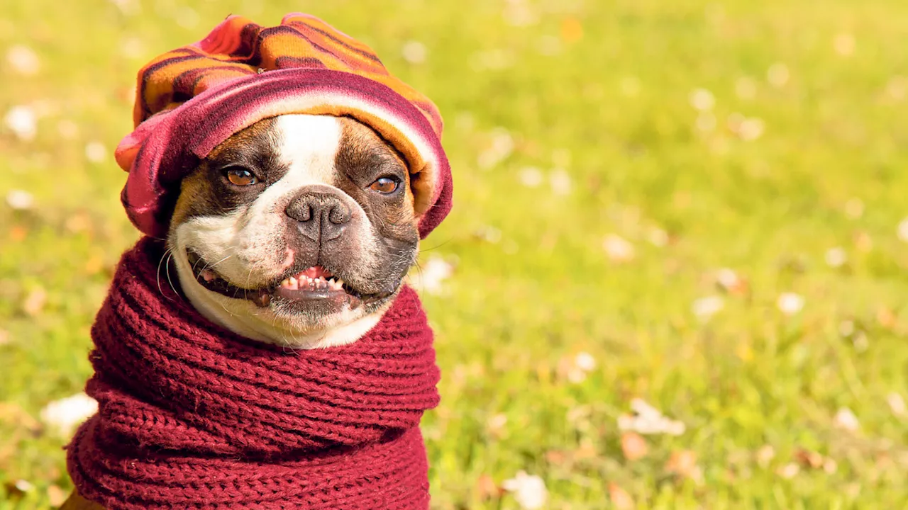 Mandelentzündung beim Hund