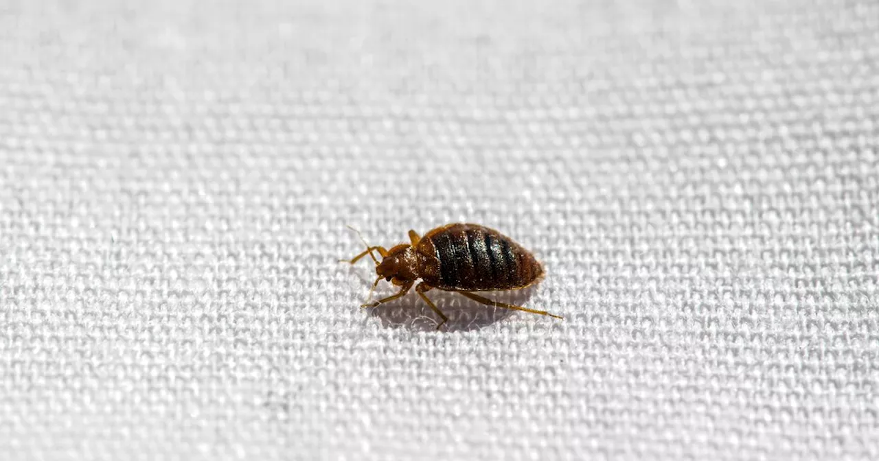 Simple £2 item that could help get rid of bed bugs