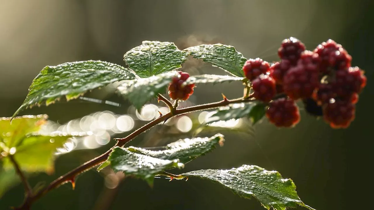 Nordrhein-Westfalen: Es wird kalt in NRW: Frost im Bergland möglich