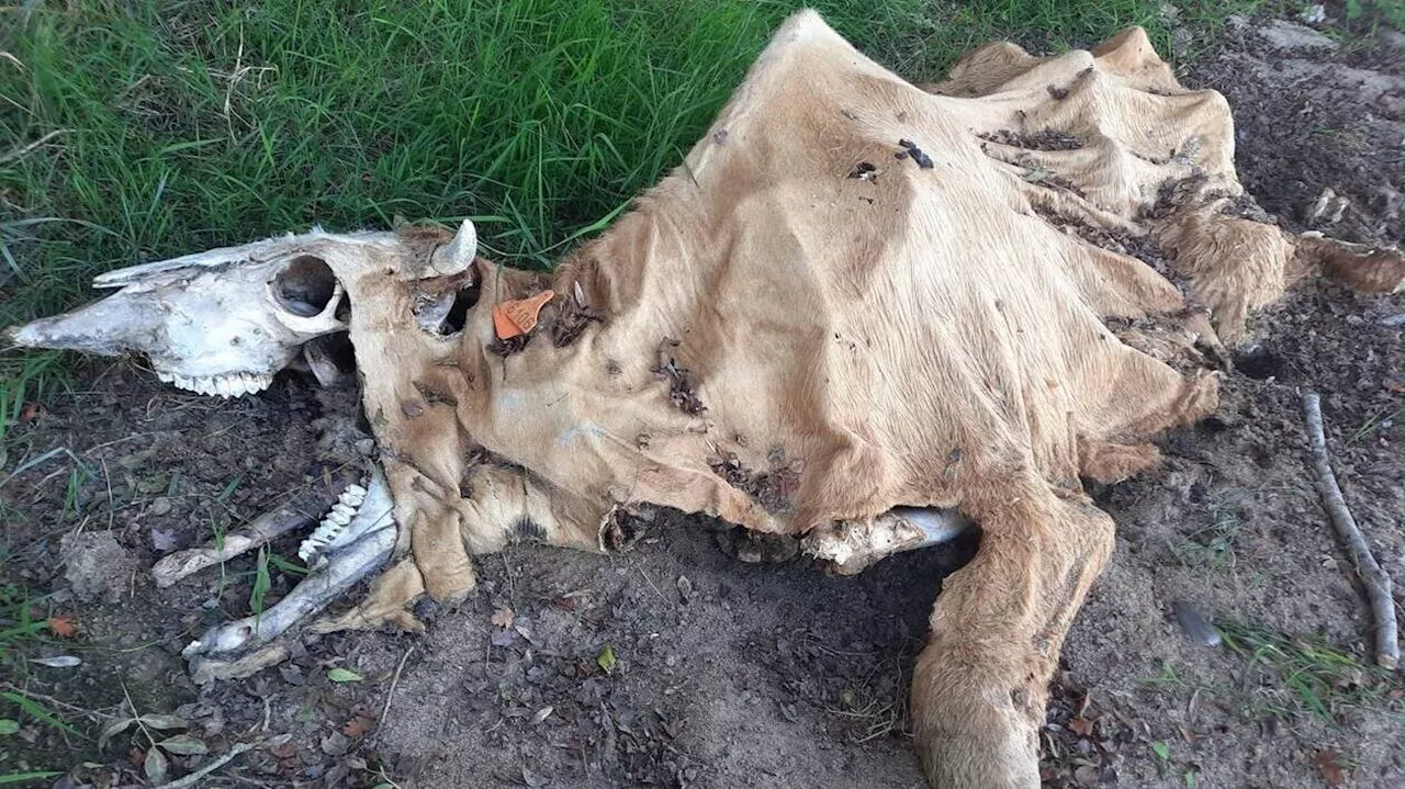 Des carcasses d’animaux retrouvées sur une île du Maine-et-Loire