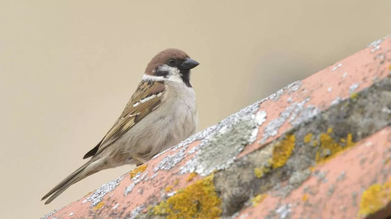 Le moineau friquet en voie de disparition en Deux-Sèvres : les actions qui freinent son déclin