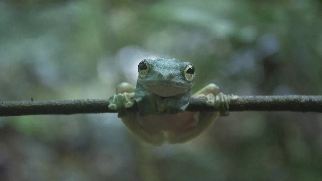 VIDEO. Cette grenouille se transforme en crotte pour échapper à ses prédateurs