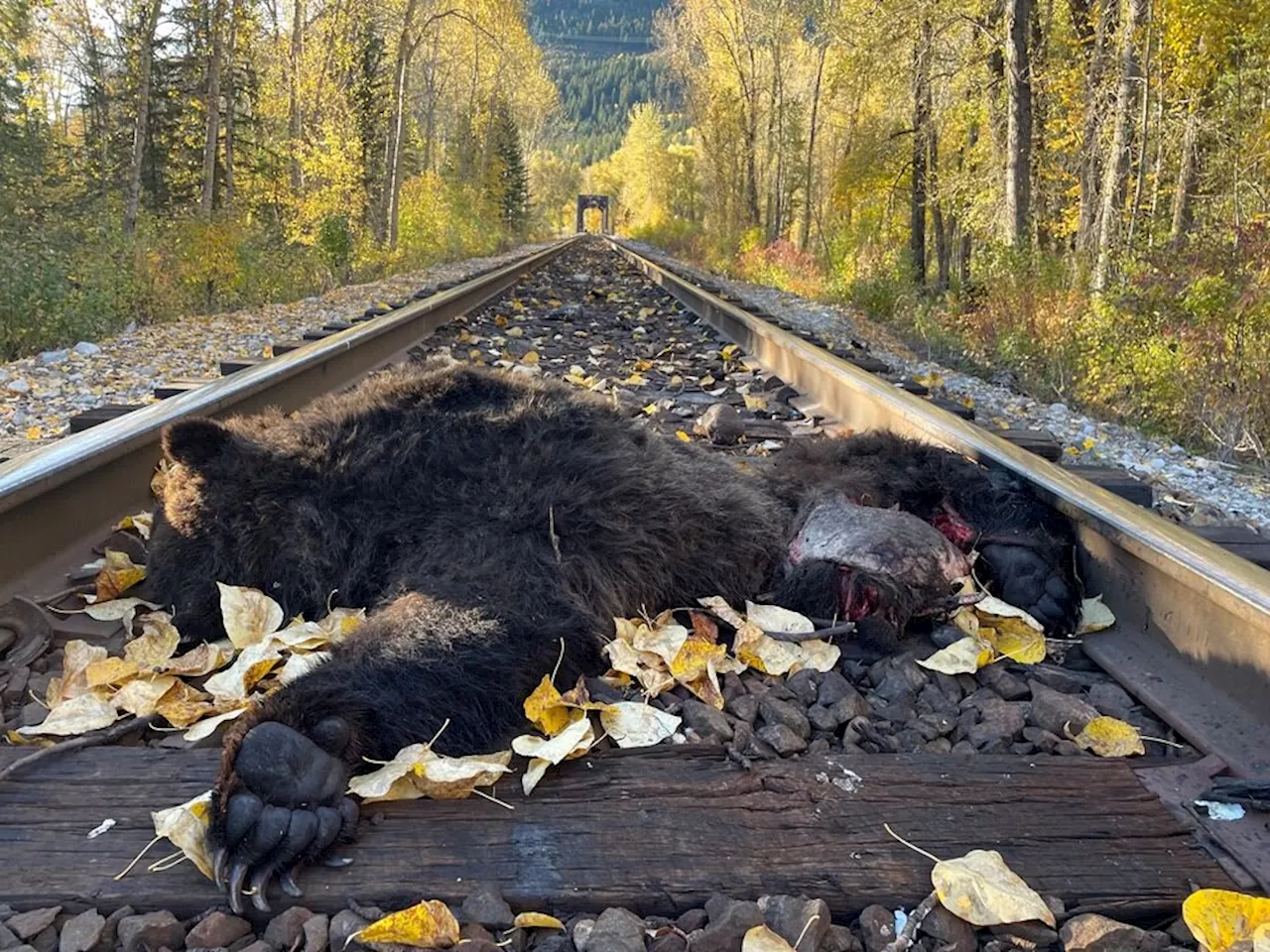 These B.C. grizzlies face record North American death rates