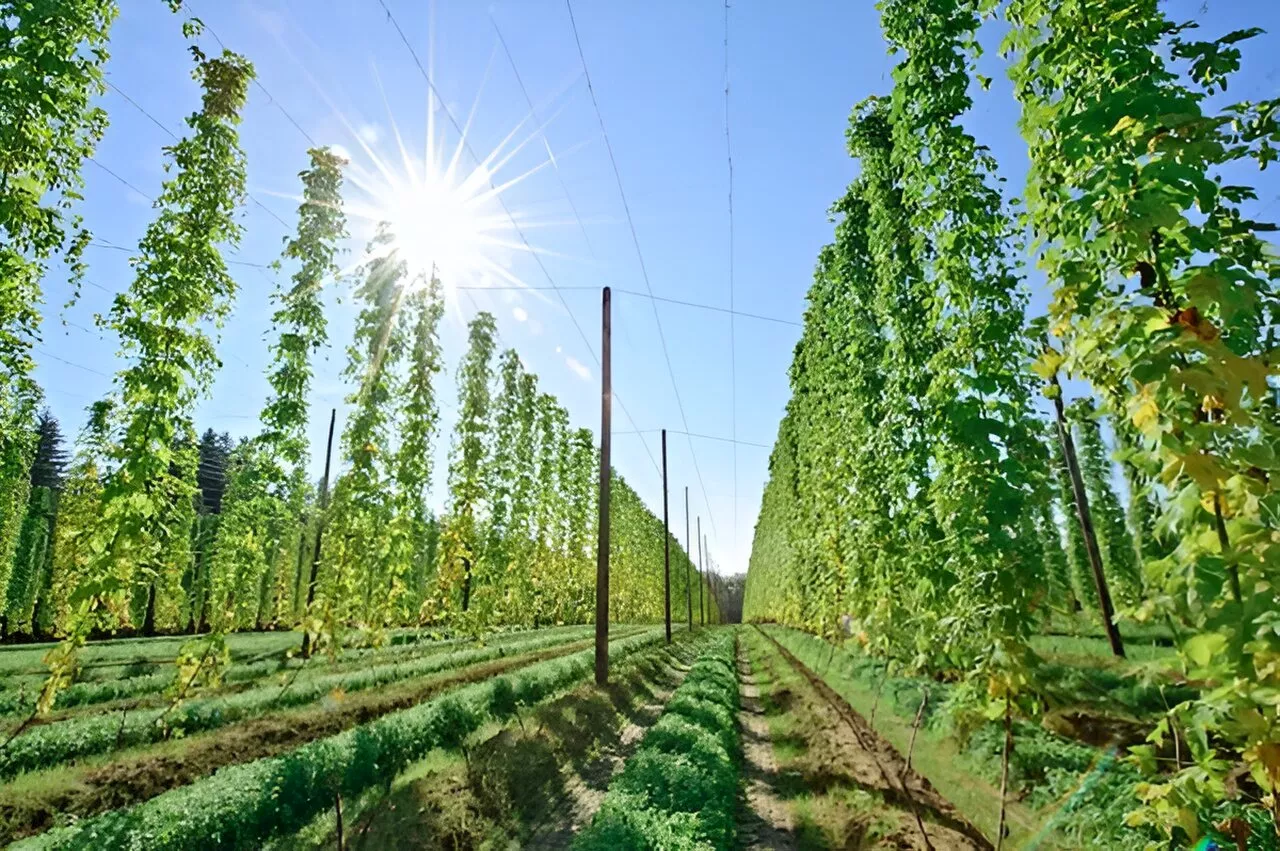 Hotter, drier summers will make European craft beers less 'hoppy'—new study