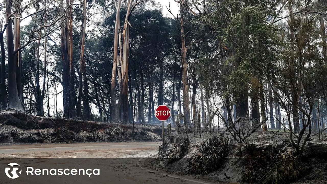 Incêndios na Madeira. Chamas alastraram à Ribeira Brava