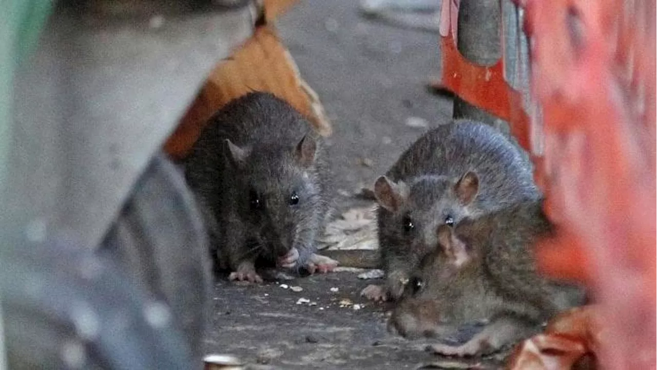 Campobasso, anziana morsa da un ratto mentre è in ascensore