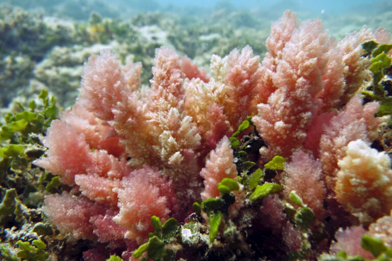 An ‘aquatic moonshot’ in Vietnam aims to fight livestock methane with seaweed