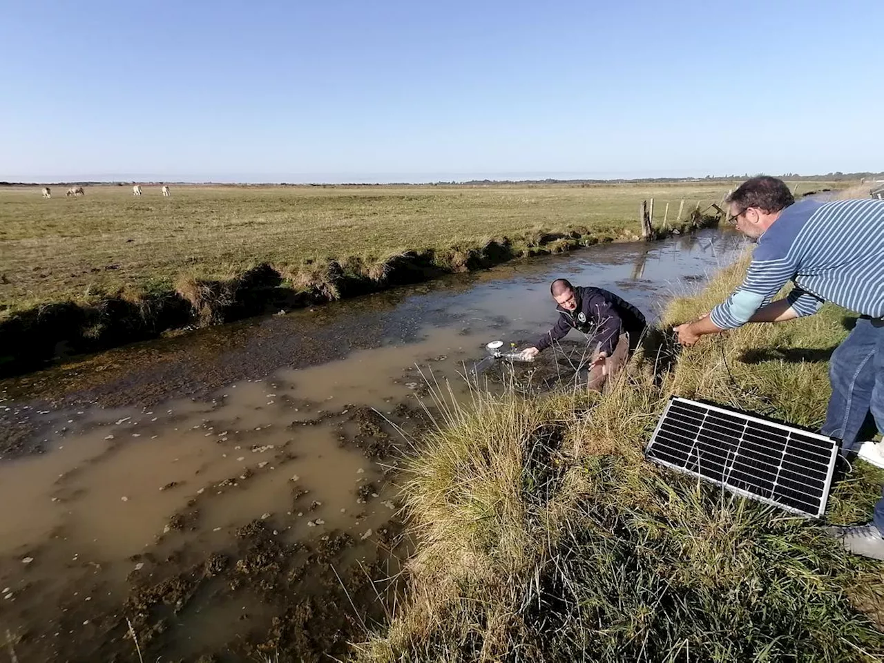 Charente-Maritime : des bouées expérimentales mesurent avec précision en continu les niveaux d’eau dans les marais