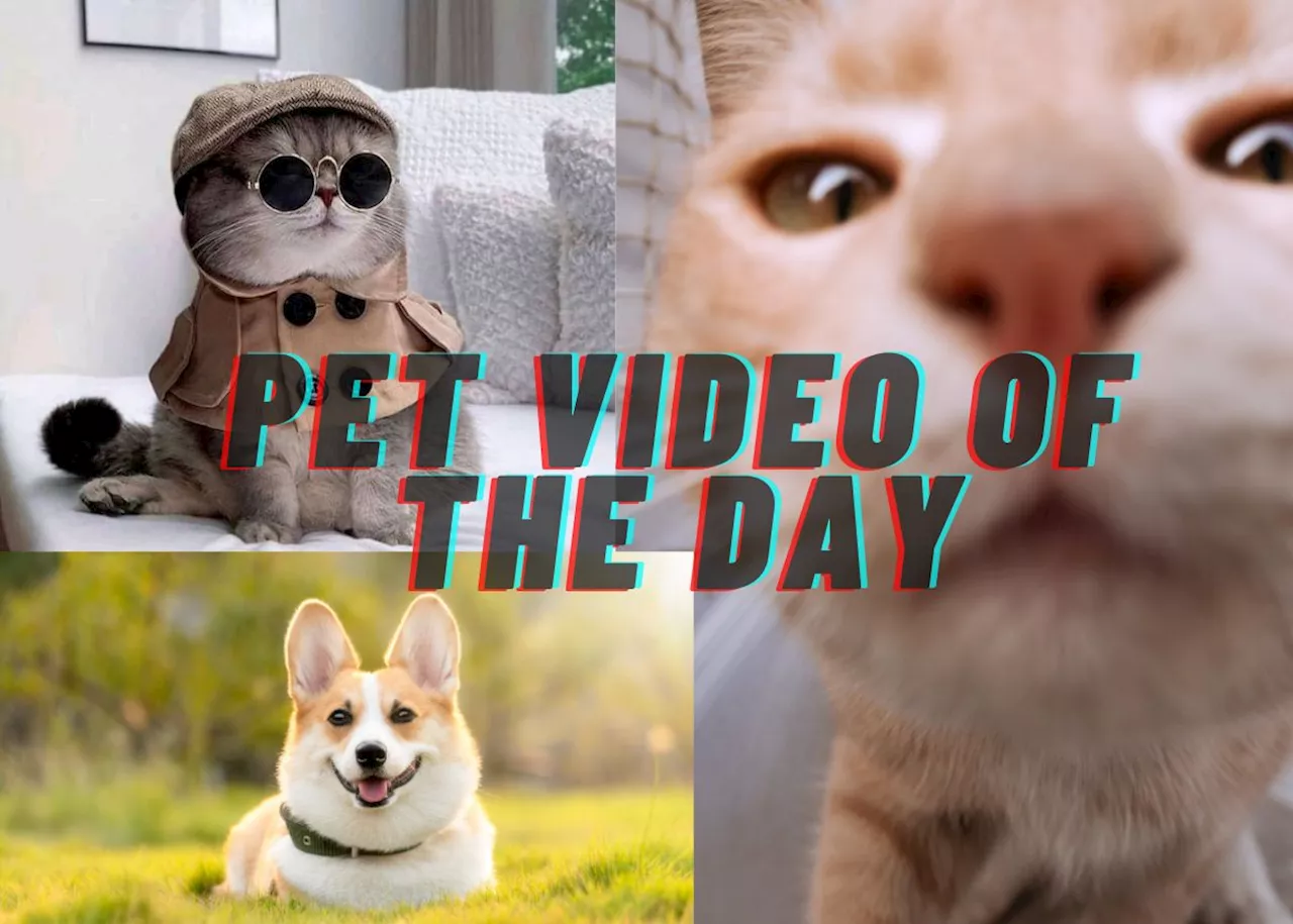 WATCH: Viral Pet Video of the Day – 14 October 2023