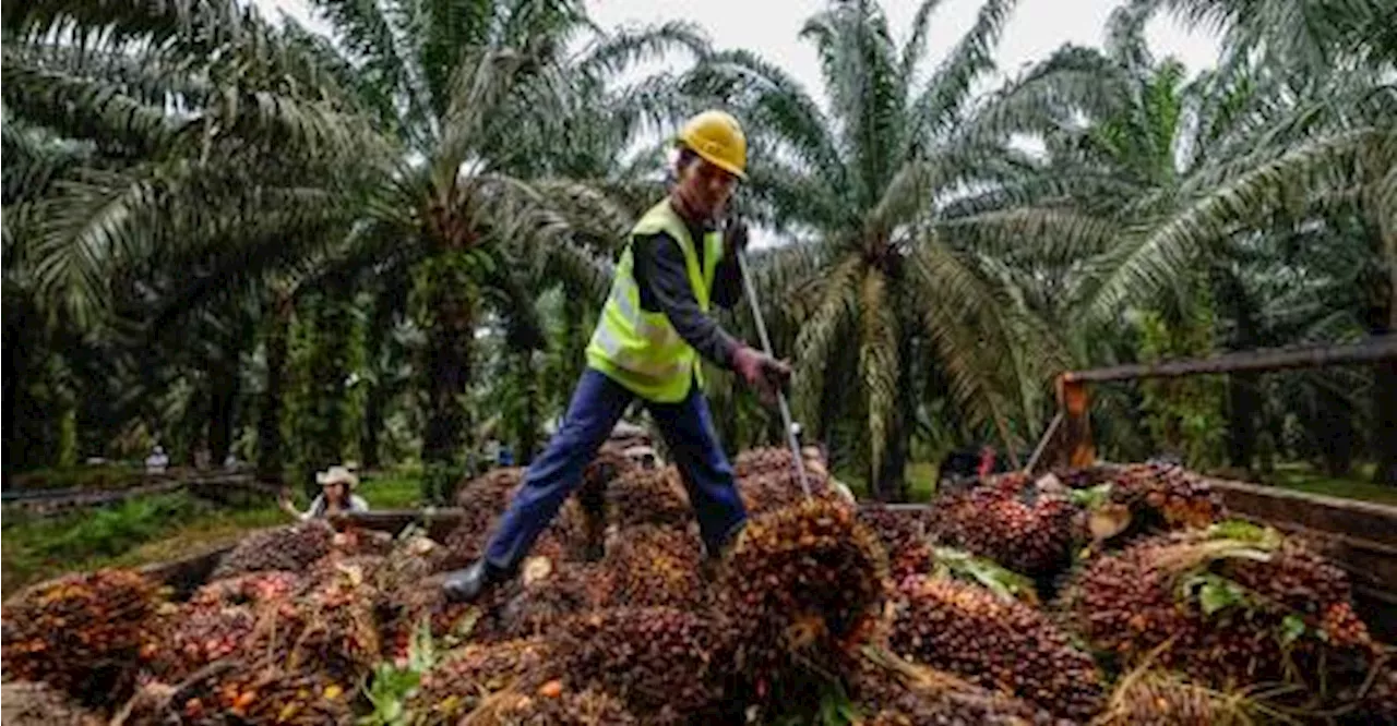 MPOA: Peruntukan kerajaan untuk kempen tangani anti minyak sawit akan tingkatkan lagi tahap kemampanan sektor