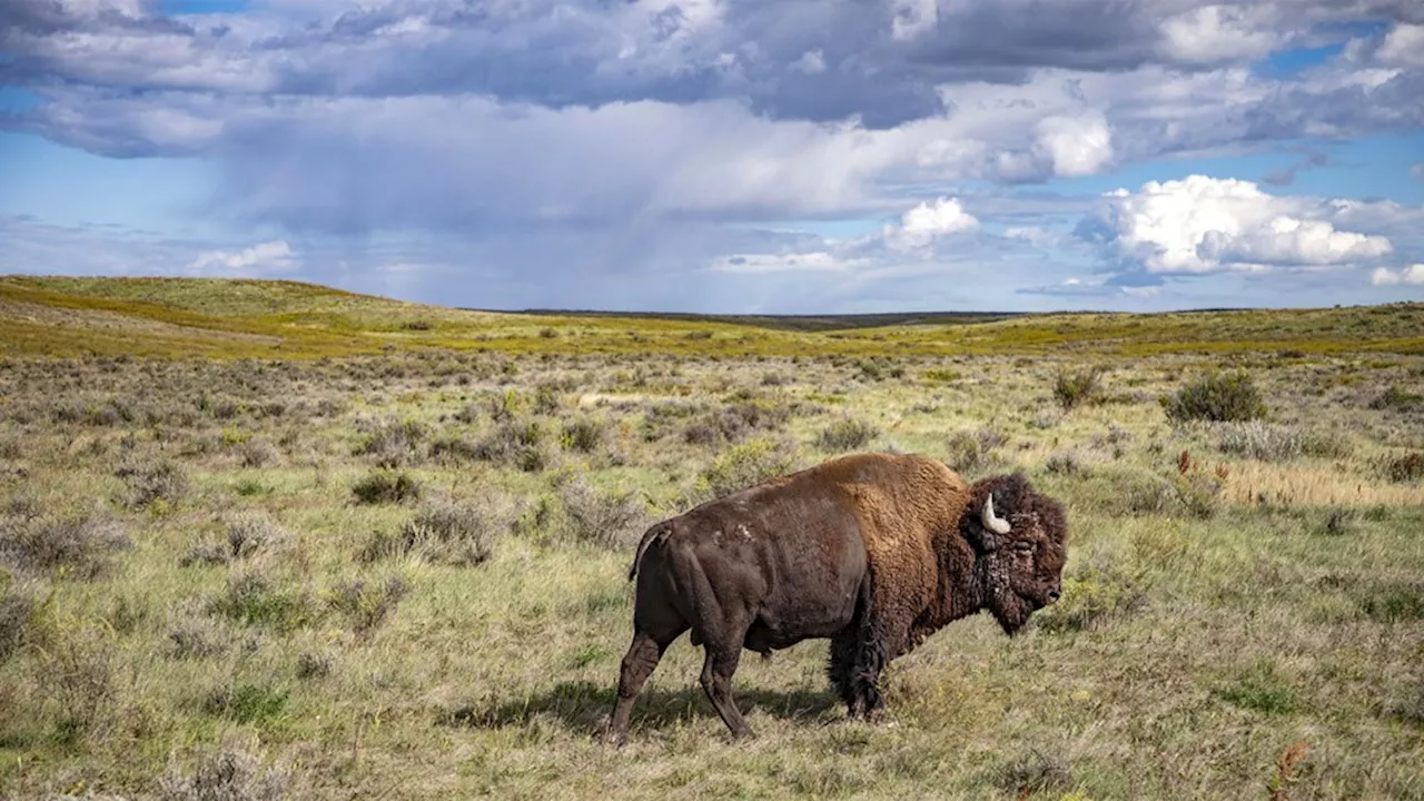 'The American Buffalo' Review: Not-Peak Ken Burns Is Still Pretty Good