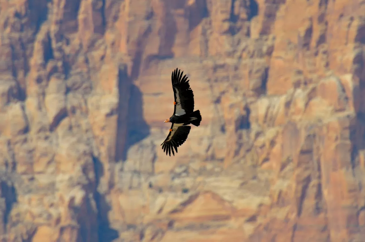 Kjærlighetslåser skaper kondorkrise i Grand Canyon