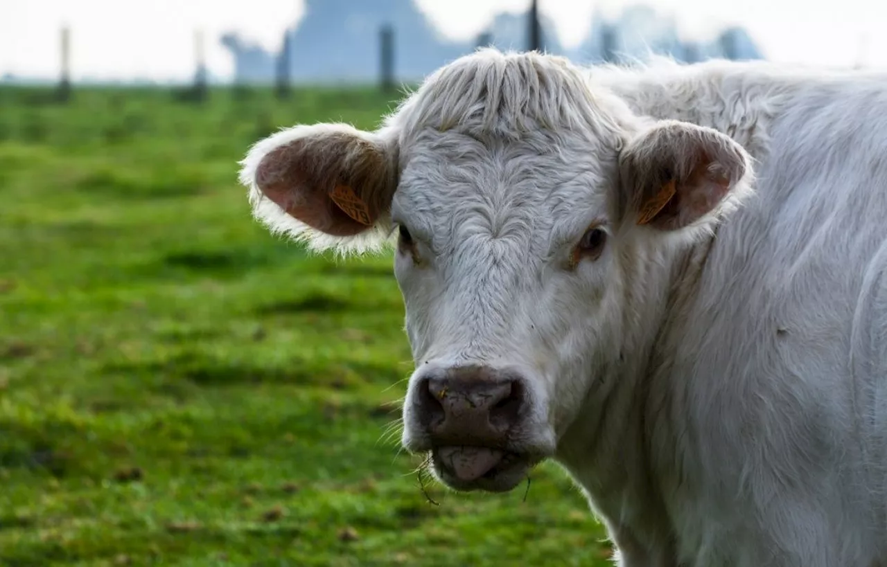 Rhône : Quarante-quatre animaux brûlent dans sa ferme