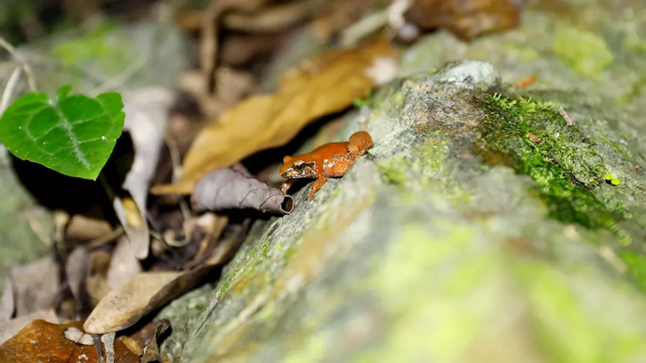 Kroombit tinker frogs bred in captivity and released into the wild by Queensland Parks and Wildlife Service