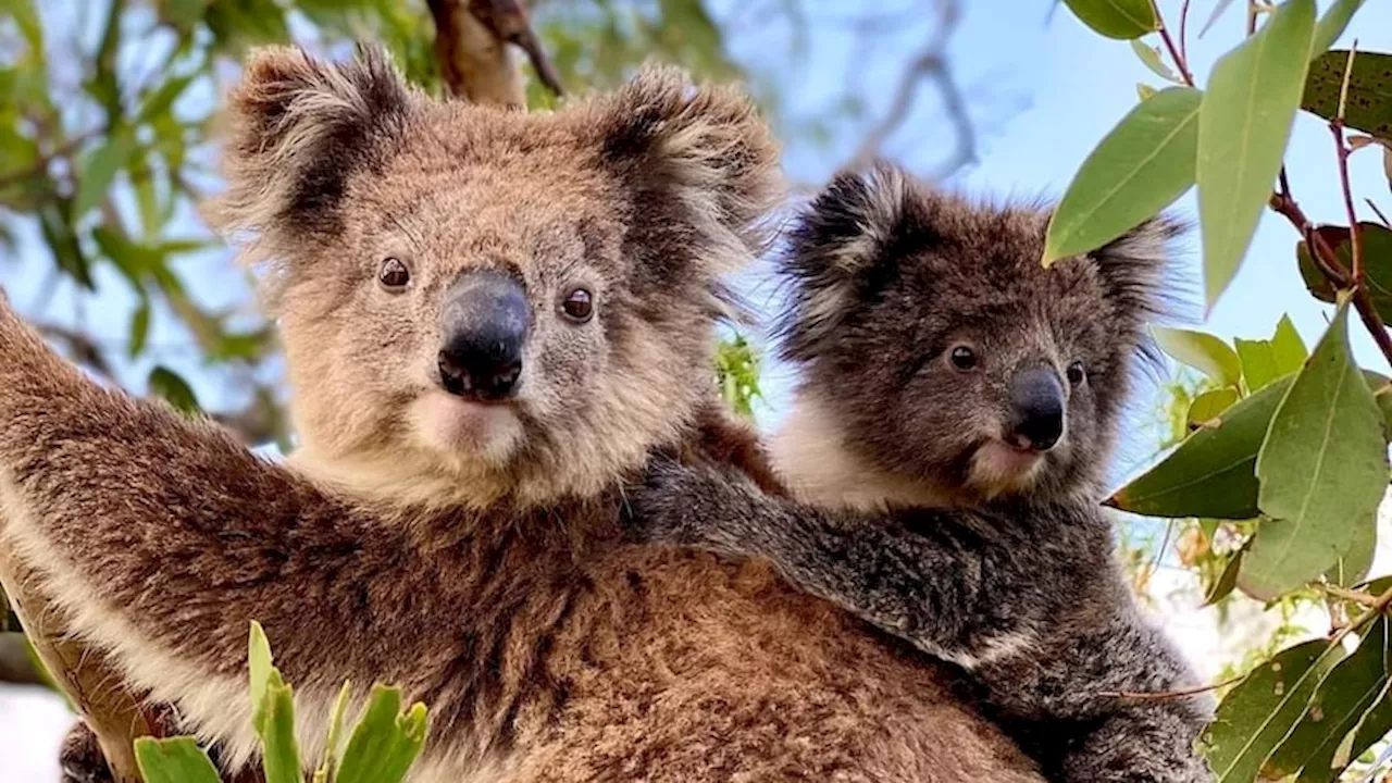 Mikkira Station enjoys koala baby boom but nerves run high as SA bushfire season starts