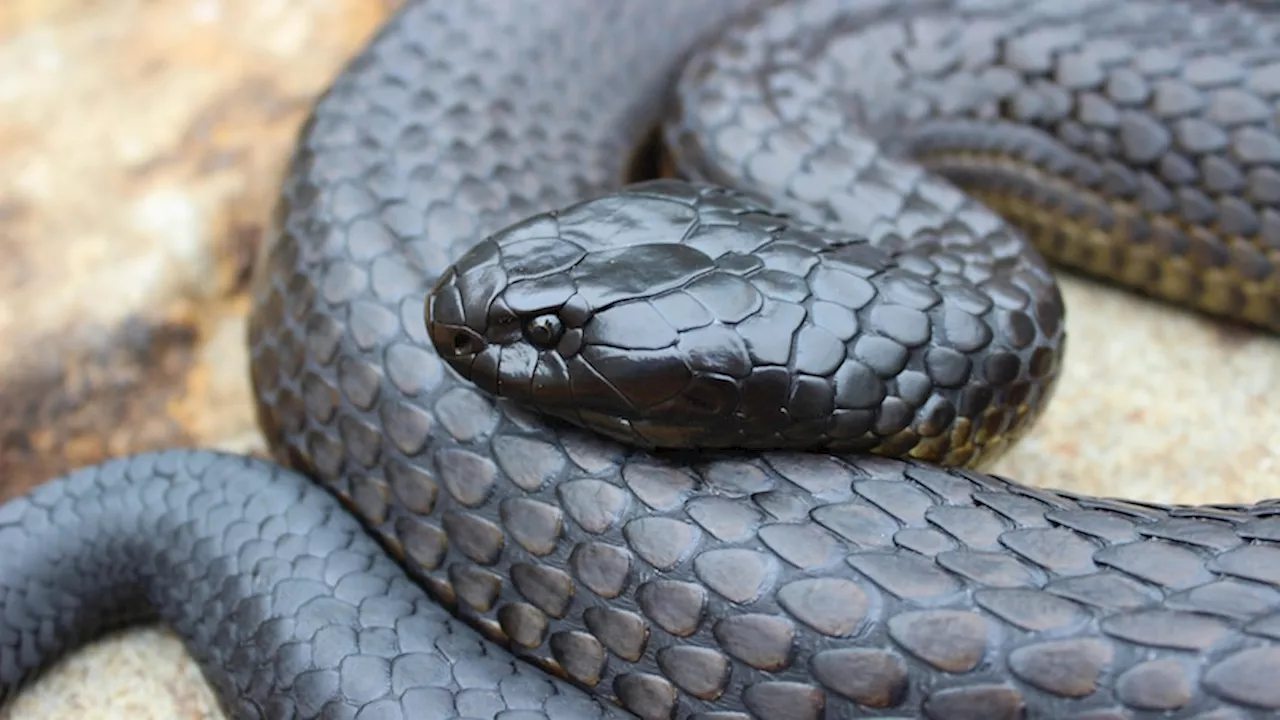 Tasmania's history with snakes a gruesome tale of giants, bounties and mass killings