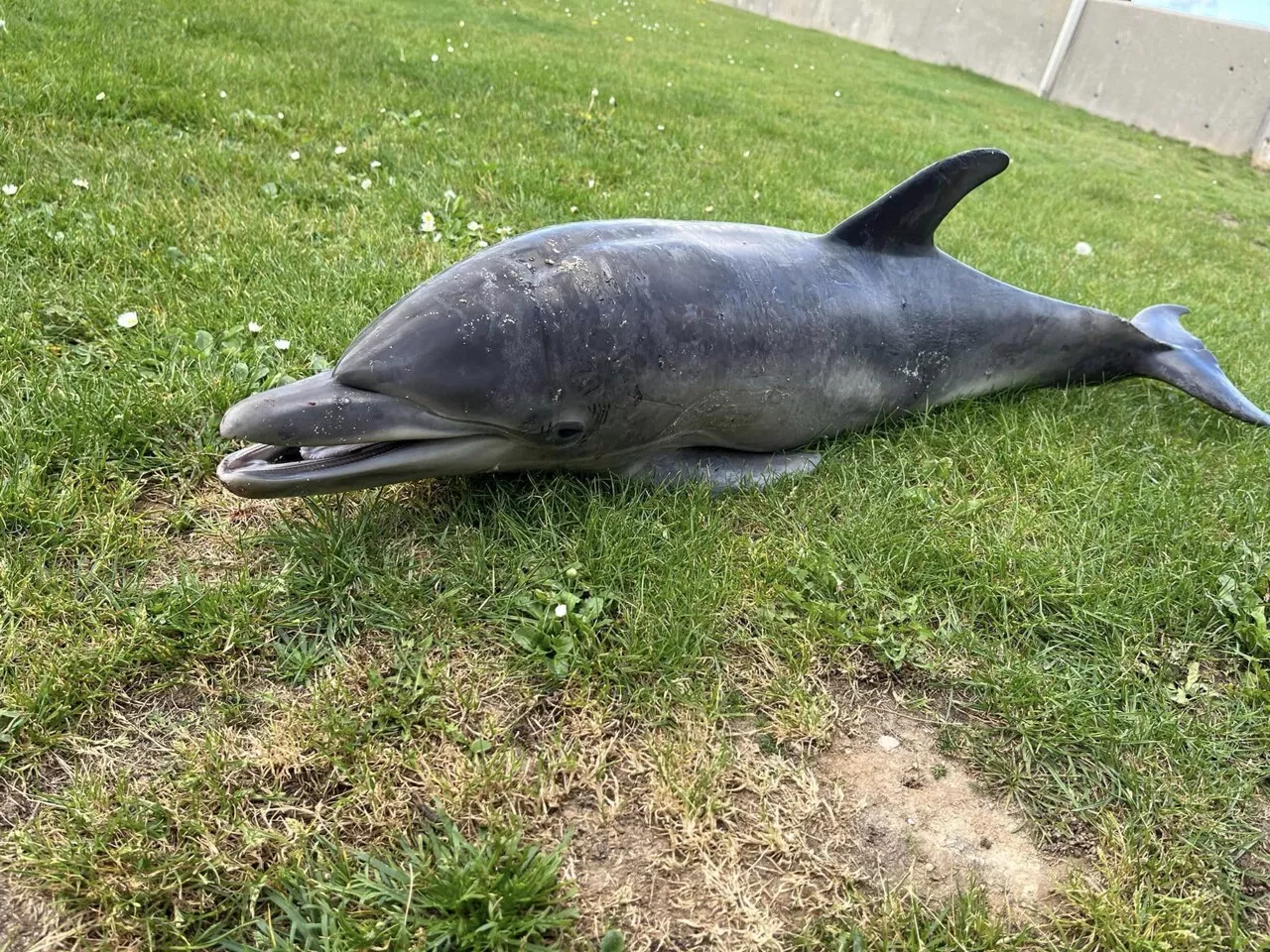 Un dauphin retrouvé mort sur la plage de Pourville près de Dieppe | Les Informations Dieppoises