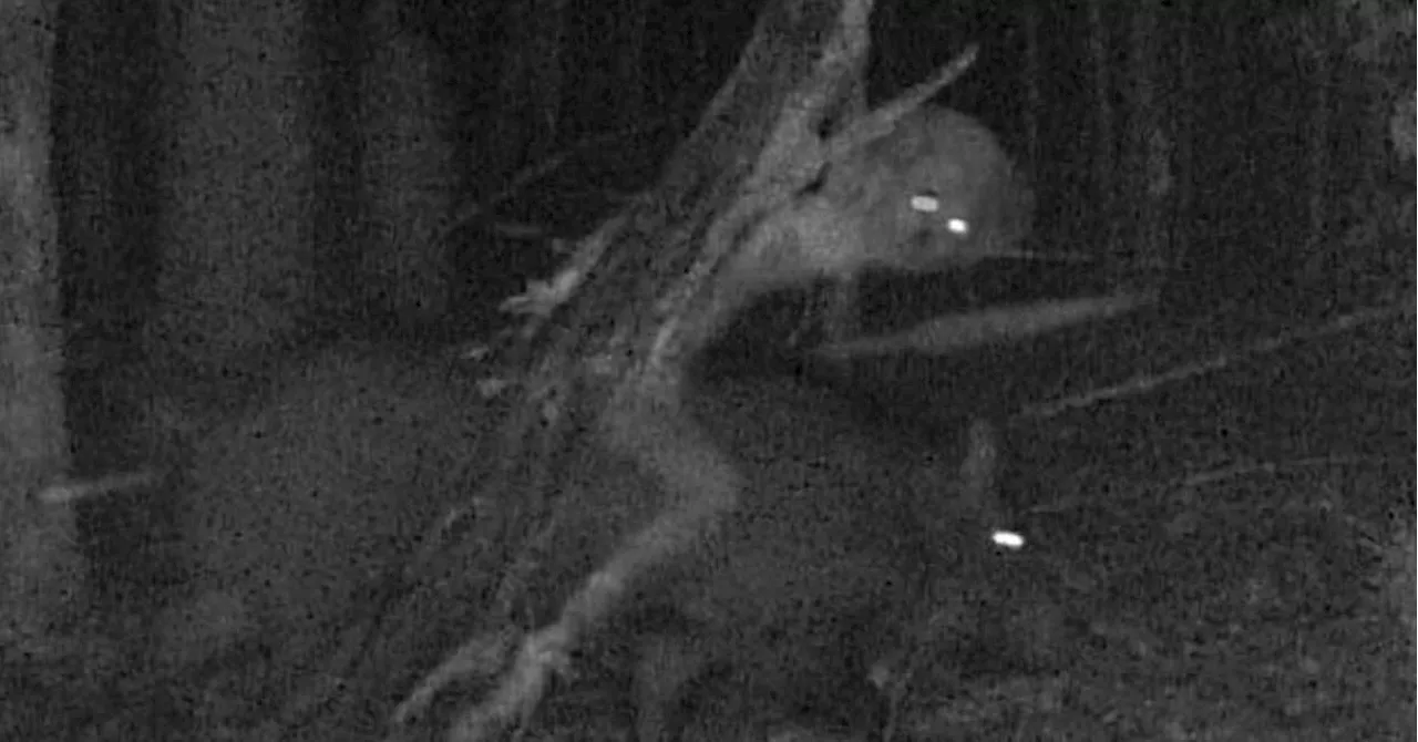 17 Kooky And Spooky Trail Cam Photos