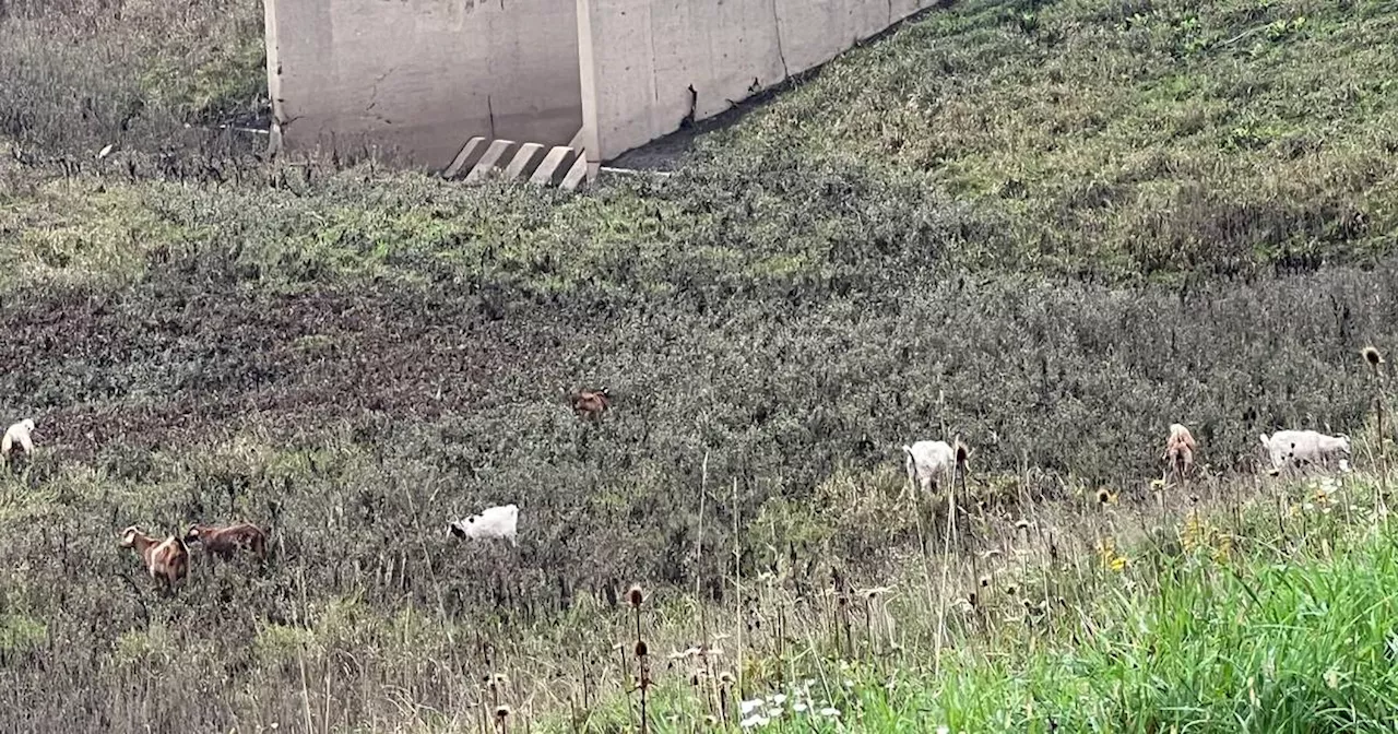 Landmarks: Suburban reservoir that was a legendary sledding spot now a grazing ground for goats