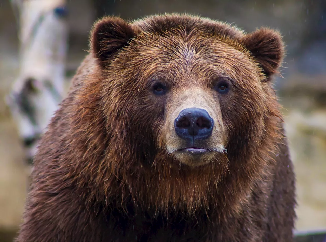 Un ours brun s’invite dans une habitation du Connecticut, ce que révèlent les images est digne d’un dessin animé