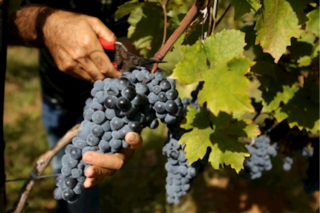 En Albanie, le vin s'adapte au climat dans la douleur