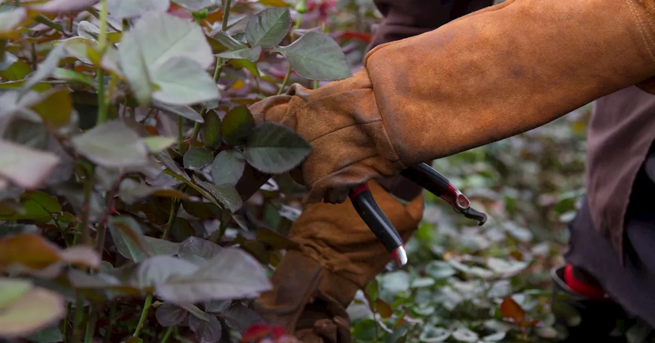 Monty Don warns people to steer clear of popular plant to avoid winter damage