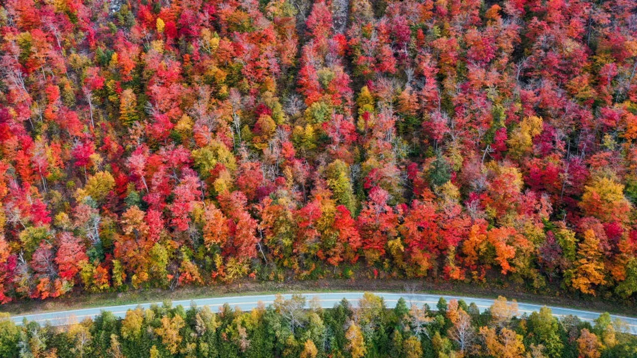 Fall foliage tracker Discover maps and where the most brilliant colors