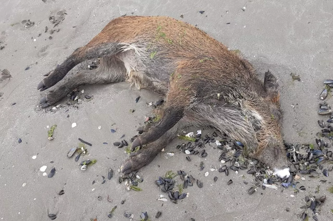 Un sanglier retrouvé mort sur une plage d'Hillion touchée par les algues vertes